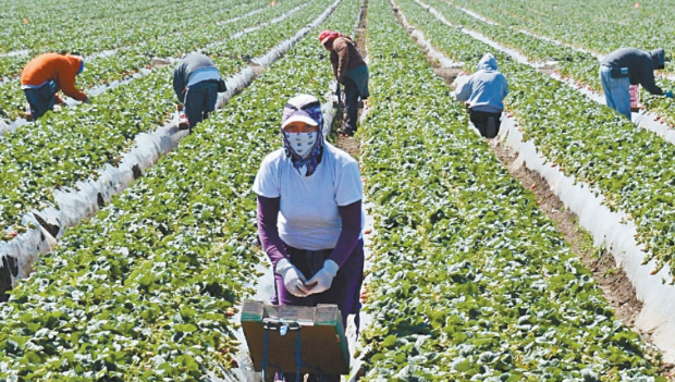 農業組織促豁免遣返無證農工