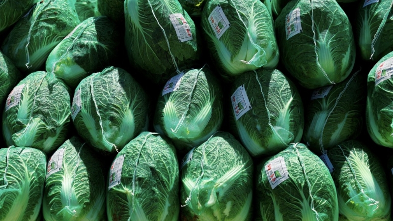 大白菜在“最健康蔬菜排行榜”排名第二。