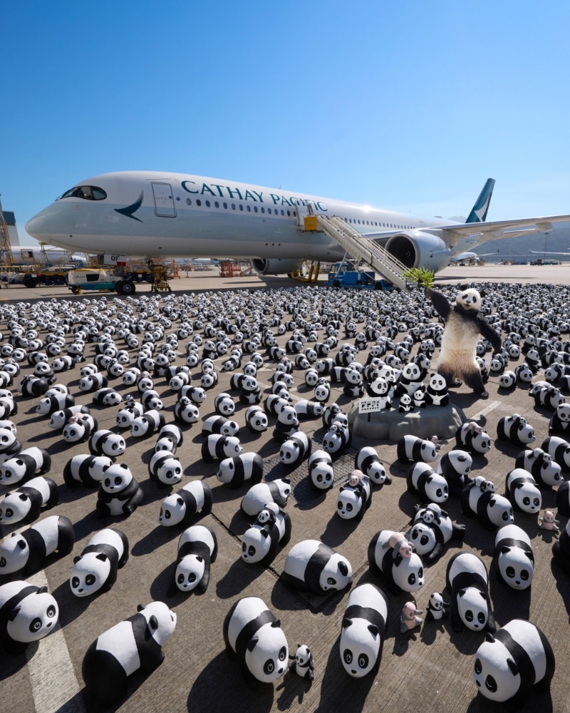 香港熊貓展︳2,500隻大熊貓昨日（2日）已“落機”率先跟大家見面，準備12月7日舉行的全港最大型熊貓展覽《PANDA GO！香港游》?。▓D片來源： AllRightsReserved）