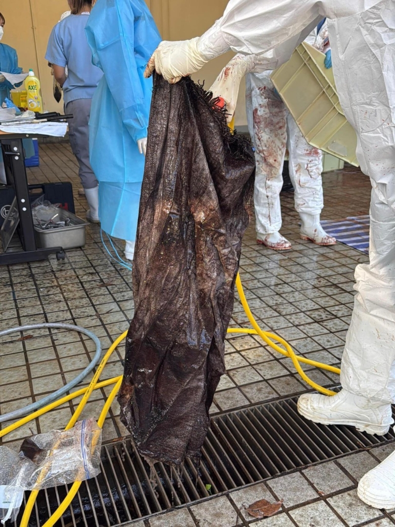 獸醫在鯨魚的消化系統內發現一個大型帆布袋。漁護署FB圖片