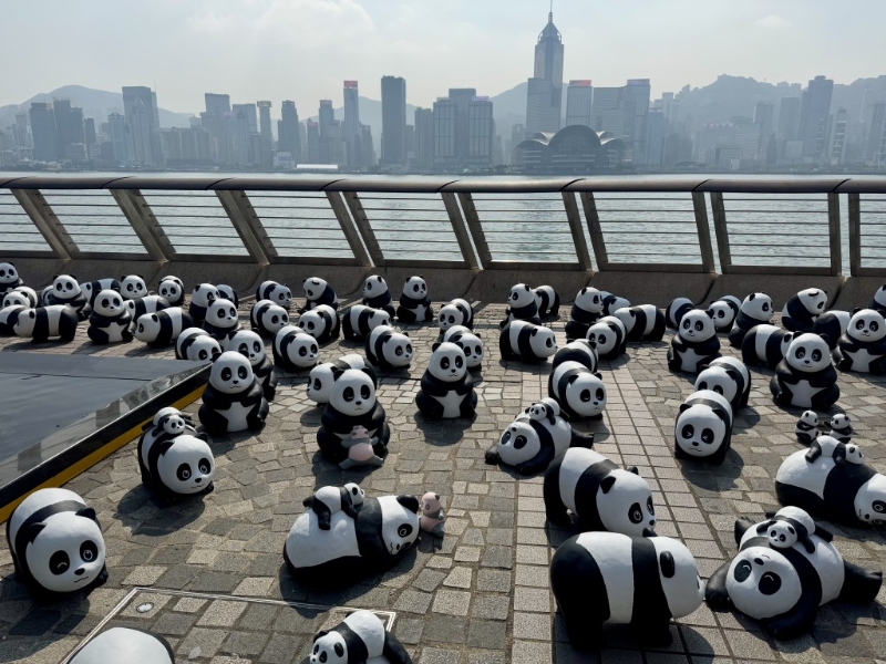 2,500只大熊貓雕塑現身尖沙咀海旁。