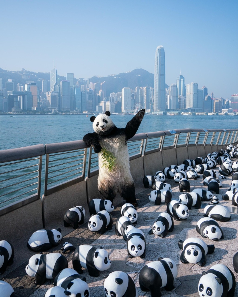 而熊貓導游“PANDA GO！ GUIDE”亦會在中午 12時正及下午5時30分現身展區，與市民見面打卡！