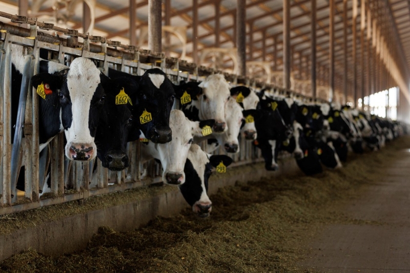 美國禽流感疫情今年早前已導致數十名農場工人染病。路透社