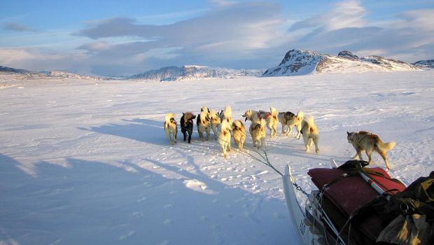 地表獨一無二的軍方雪橇犬巡邏隊格陵蘭“天狼星巡邏隊”，是由丹麥國防司令部于1950年成立的特種作戰部隊。