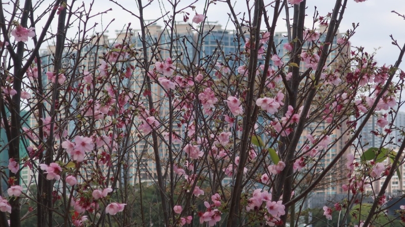 位于沙田石門的安景街公園，園內沿城門河畔種植有超過100棵櫻花樹