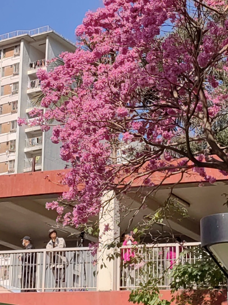 春天來臨，又到紅花風鈴木盛放的季節，最近粉嶺中心外的行人天橋出現限時美景！