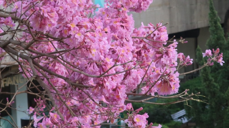 指紅花風鈴木現時達至滿開狀態