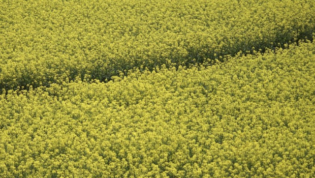 中方宣布對加拿大菜籽油、油渣餅及豌豆加征100%關稅。