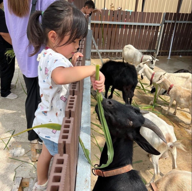 動物農莊 動物農莊