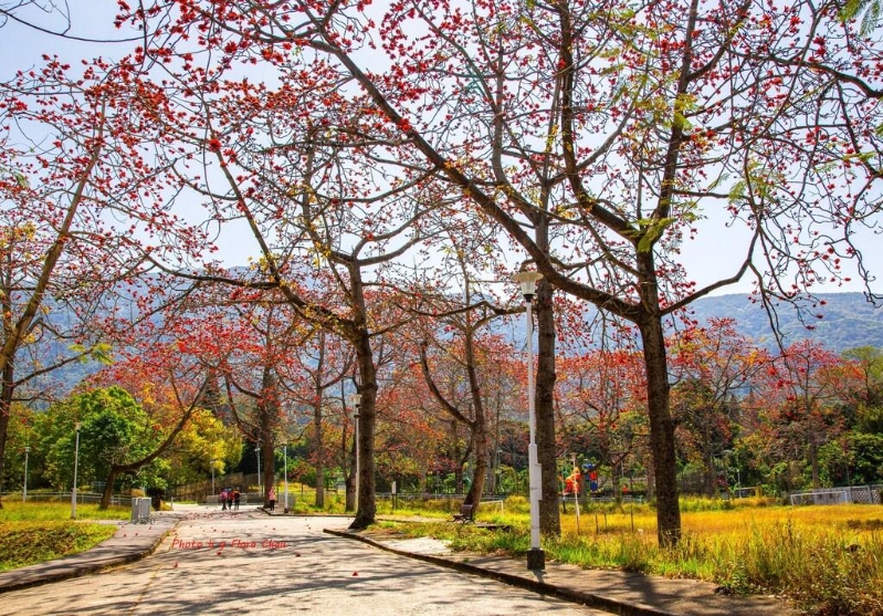 春游花之戀 春游花之戀