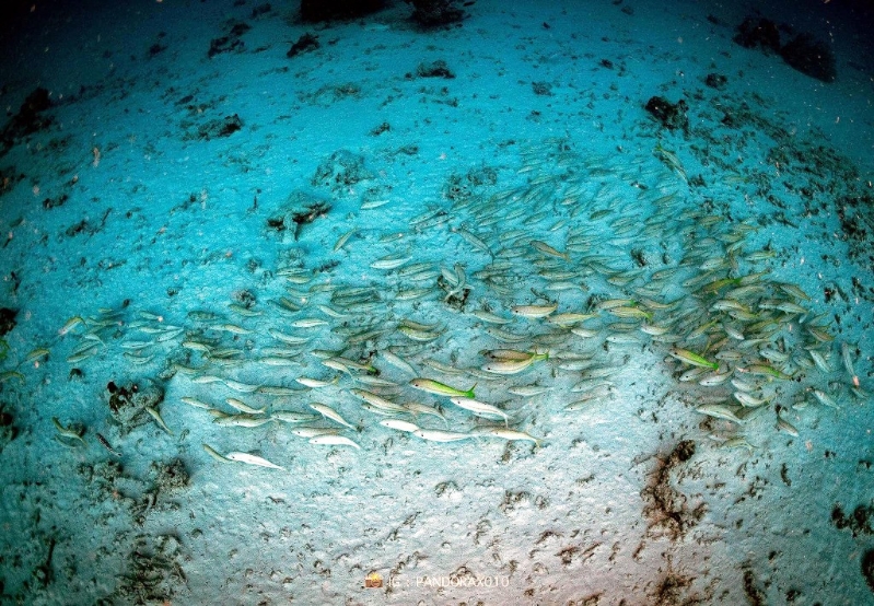 泰研究團隊發現海底魚群遇地震集體躺平。 圖片來源 Facebook @ Thon Thamrongnawasawat