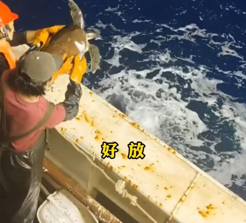 船員按船長指示放生海龜。澎湃新聞