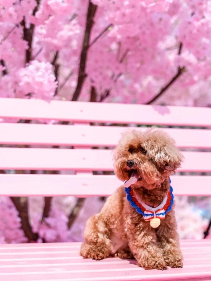 亦有人帶同寵物前往。