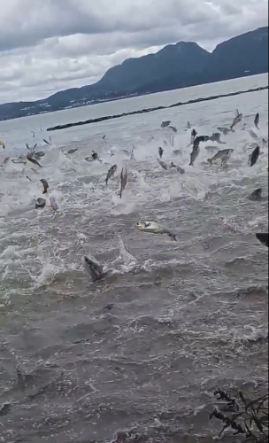 昆明滇池魚群瘋躍出水持續1分鐘