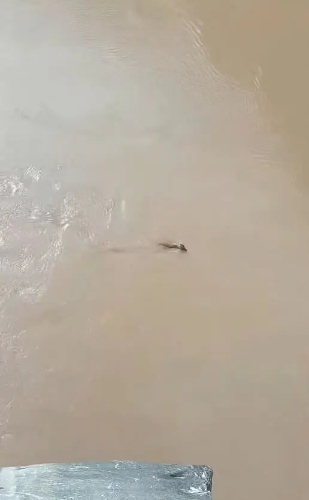 網民發布在云南虎跳峽風景區拍攝到頭上長角水中游的不明生物。