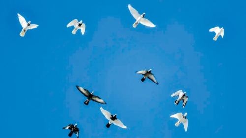 新疆官員索賄95只“翻翻鴿”